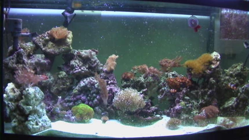 Rated #121: 72 Gallons Reef Tank - 72 Gallon Bowfront