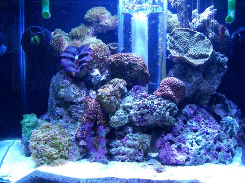 Rated #96: 20 Gallons Reef Tank - Updated Front Tank Shot
