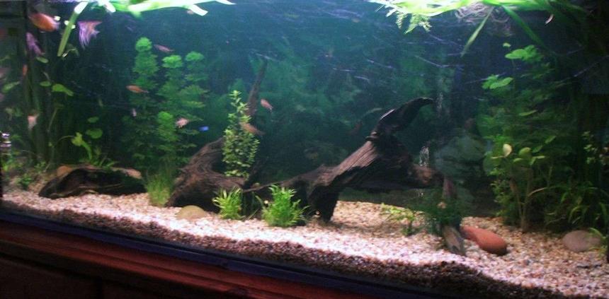 Rated #187: 50 Gallons Planted Tank - My comunity planted 4' tank