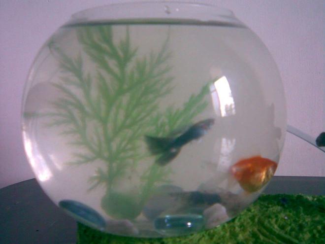 4 gallons freshwater fish tank (mostly fish and non-living decorations) - hey!!!! this is my fish tank
cool na!!!!!!!!