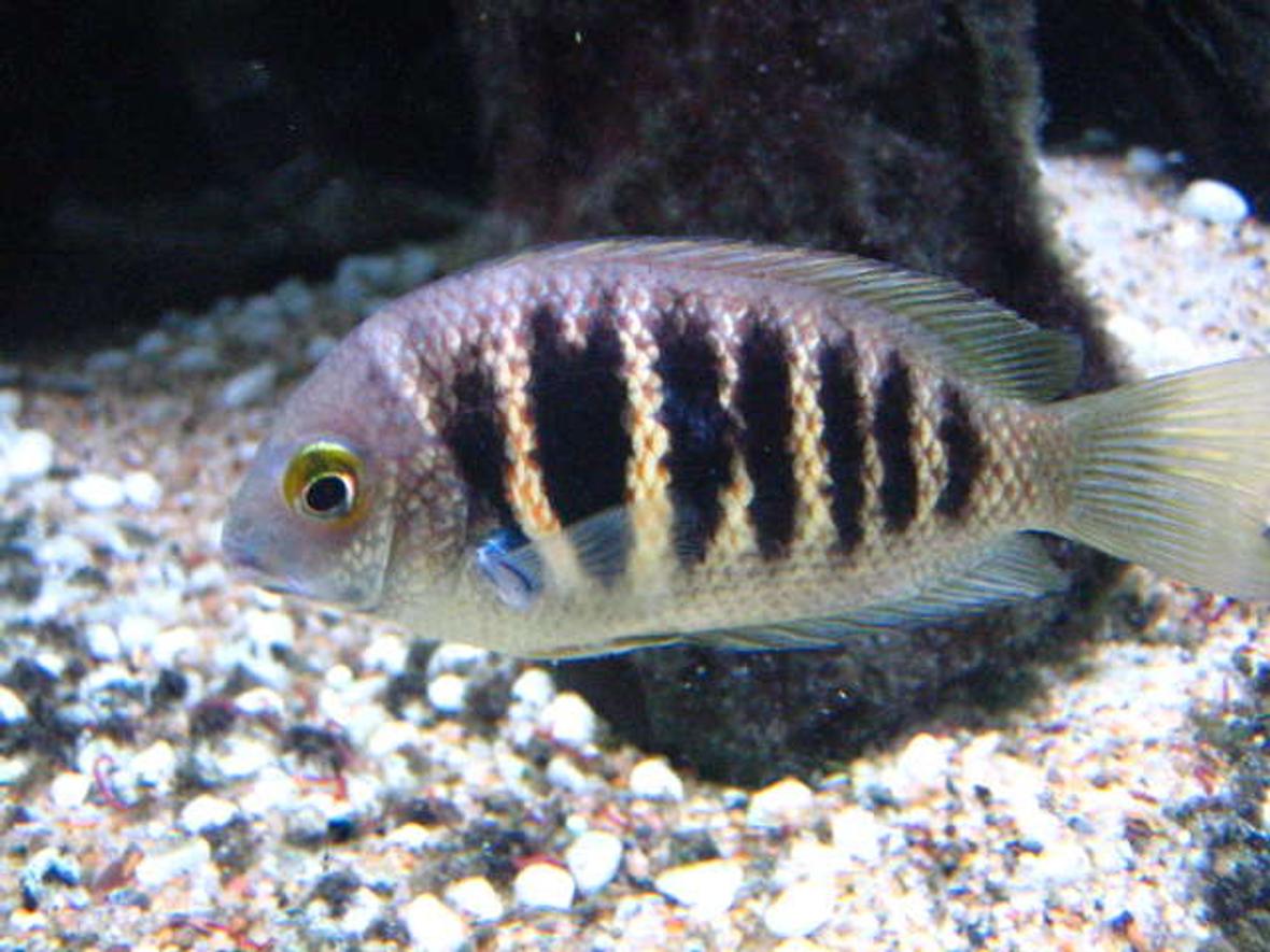 freshwater fish - etroplus canarensis - green chromide stocking in 100 gallons tank - Forget the name, but it's an indian cichlid (not common). Looks marine, but is freshwater.