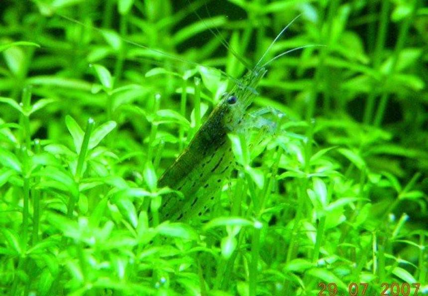 Rated #36: Corals Inverts - Caridina Japonica - Amano Shrimp Stocking In 48 Gallons Tank - amano shrimp feeding.