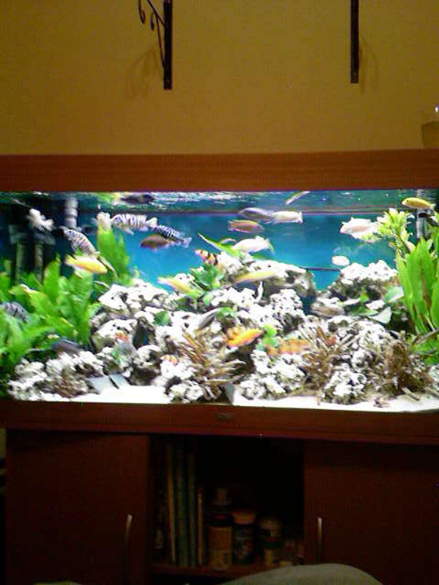 Rated #144: 66 Gallons Planted Tank - full of plants nice and bright