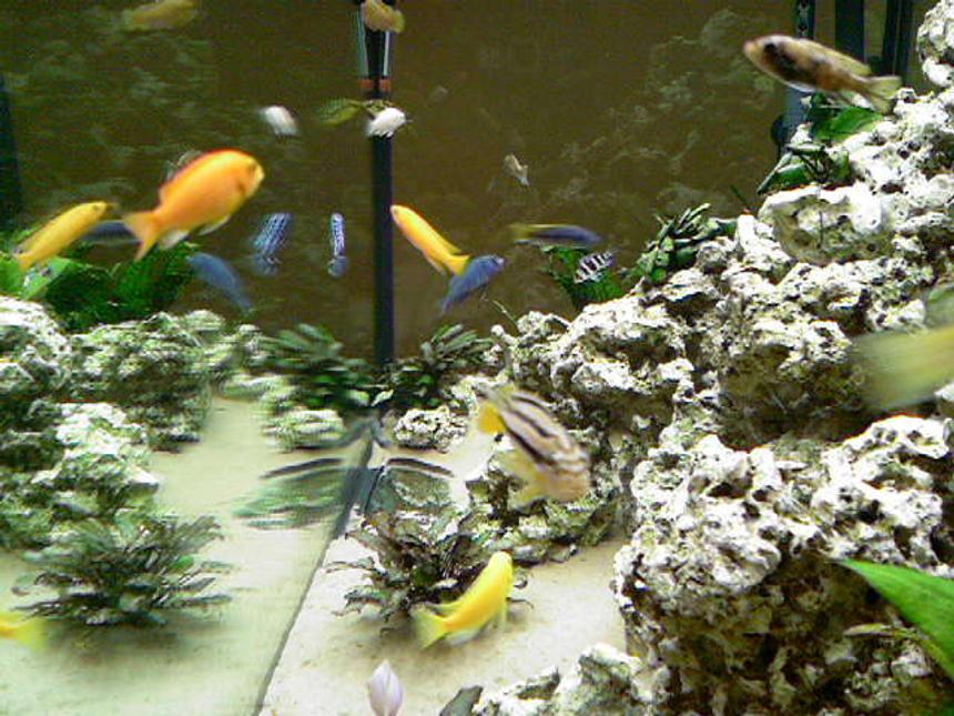 Rated #204: 66 Gallons Freshwater Fish Tank - side view