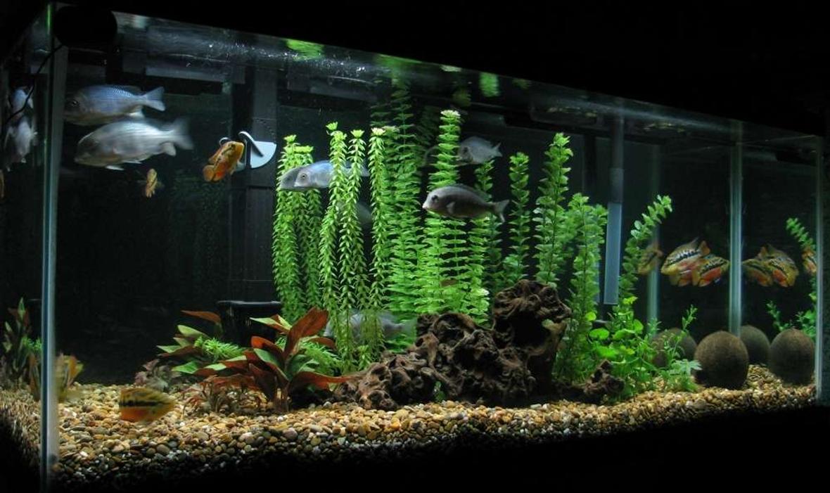 55 gallons freshwater fish tank (mostly fish and non-living decorations) - principalmente ciclidos