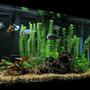 55 gallons freshwater fish tank (mostly fish and non-living decorations) - principalmente ciclidos