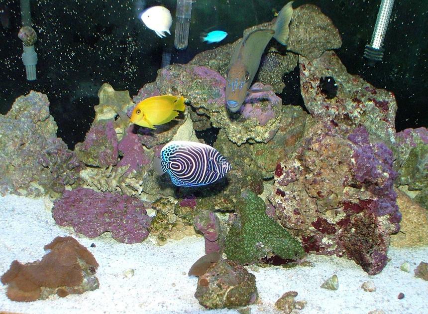 Rated #24: 150 Gallons Saltwater Fish Tank - Our little piece of the sea!