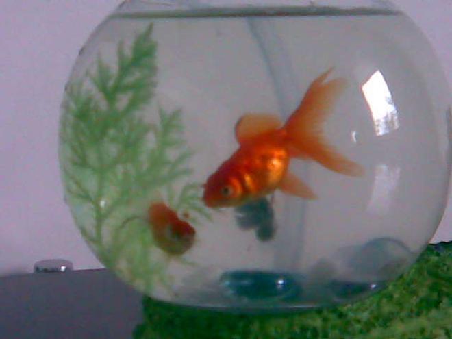 4 gallons freshwater fish tank (mostly fish and non-living decorations) - brought a new one yesterday