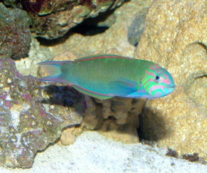 saltwater fish - thalassoma lunare - moon wrasse stocking in 150 gallons tank - Mr. Moon