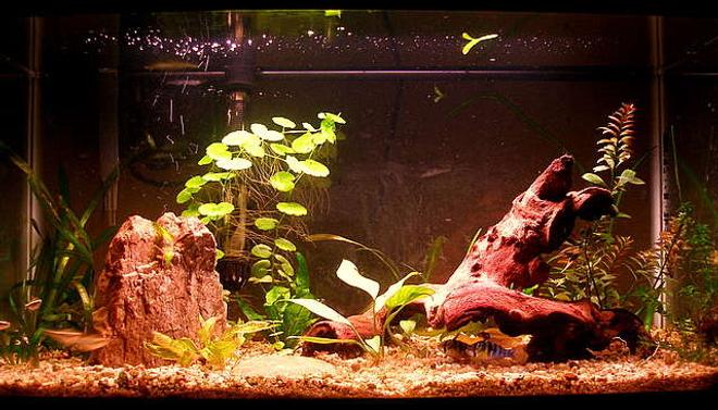 20 gallons planted tank (mostly live plants and fish) - Blue Ram Sweety Pie