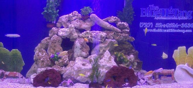 500 gallons freshwater fish tank (mostly fish and non-living decorations) - 500 gal fresh water tank