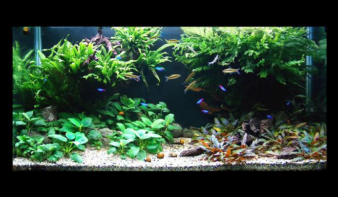 60 gallons planted tank (mostly live plants and fish) - front view