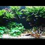 60 gallons planted tank (mostly live plants and fish) - front view