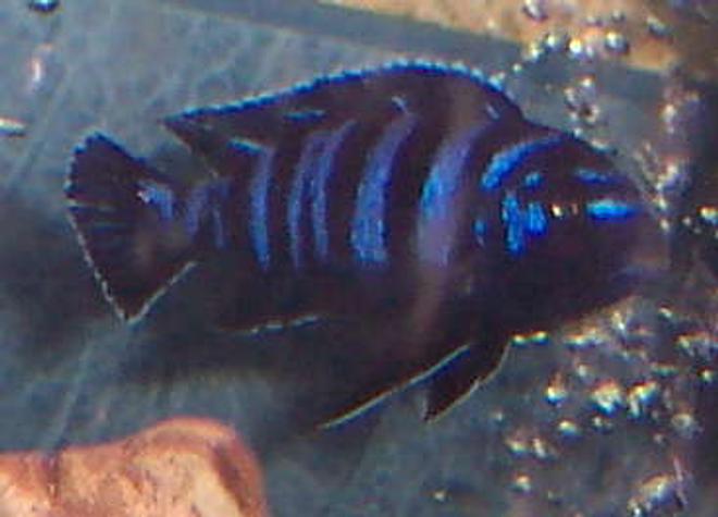 freshwater fish - pseudotropheus demasoni - demasoni cichlid stocking in 125 gallons tank - demasoni
