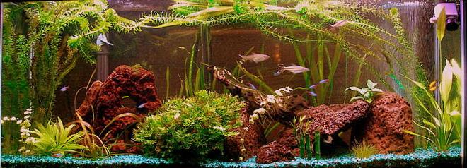 20 gallons planted tank (mostly live plants and fish) - I Love Kribs !