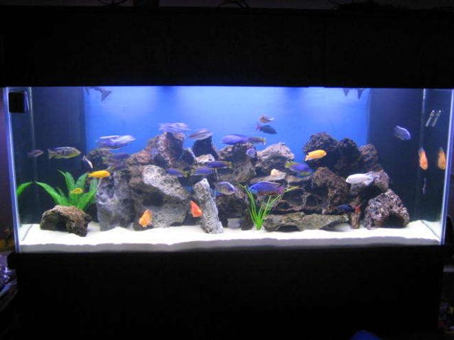 225 gallons freshwater fish tank (mostly fish and non-living decorations) - Another tank shot