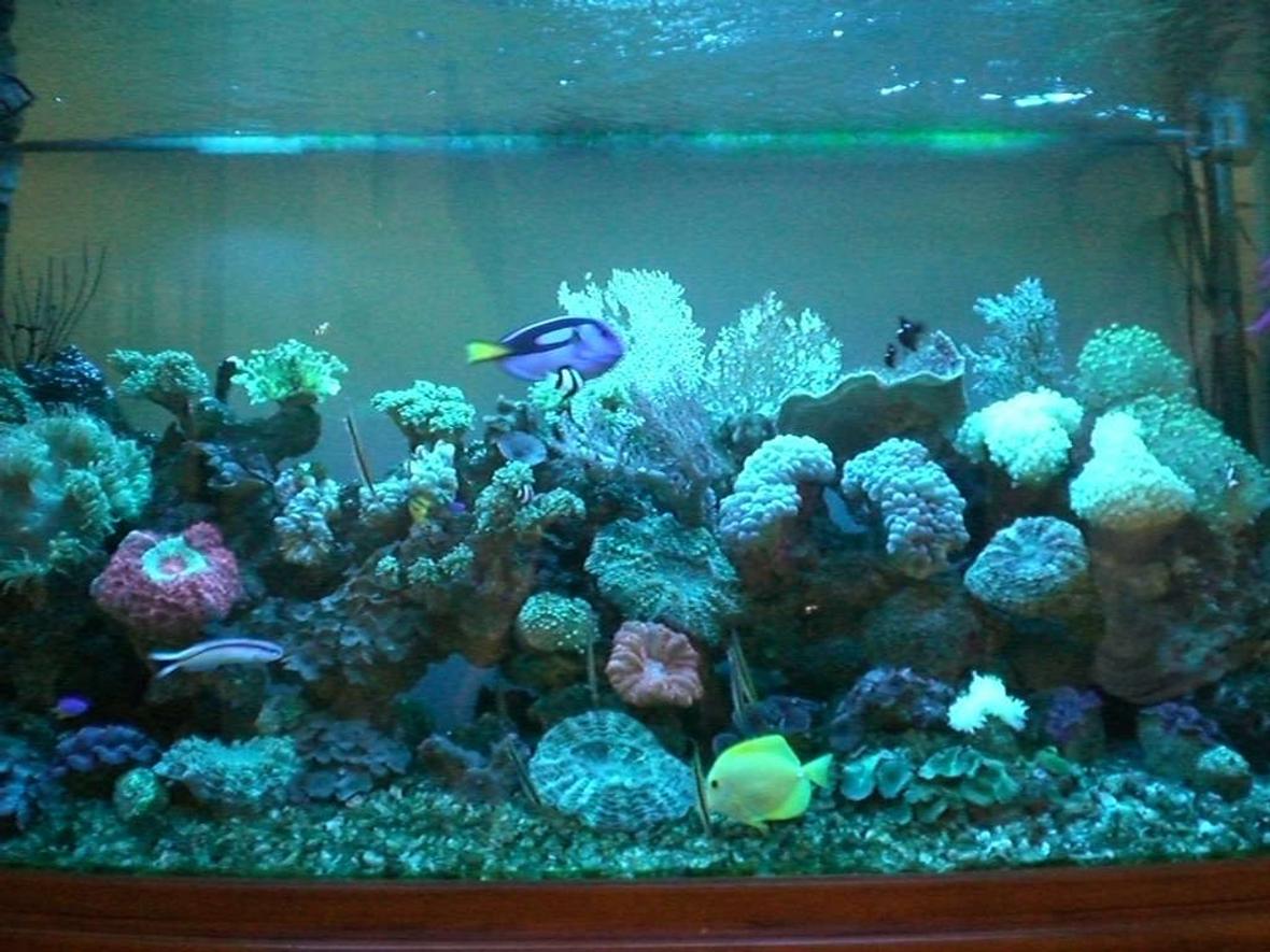 176 gallons reef tank (mostly live coral and fish) - Tank