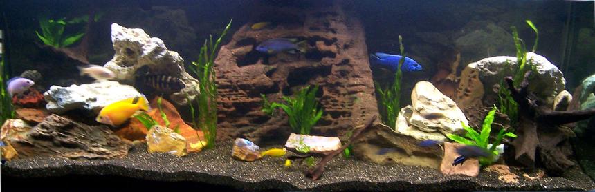 Rated #96: 169 Gallons Freshwater Fish Tank - My 640ltr Cichlid tank