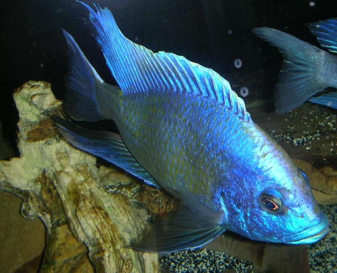 freshwater fish - nimbochromis venustus - venustus cichlid stocking in 180 gallons tank - 8.5" Male nimbochromis venustus in full breeding colors.