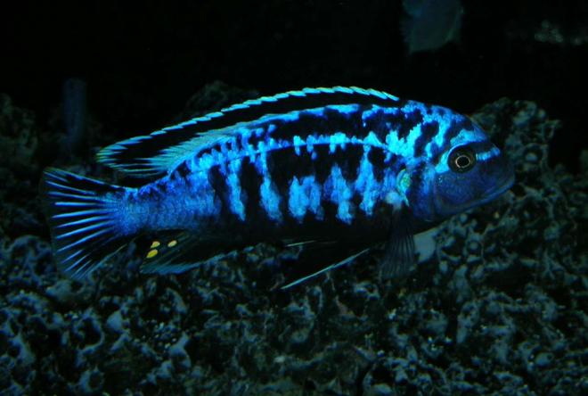 freshwater fish - metriaclima sp. - msobo magunga stocking in 180 gallons tank - Metriaclima sp. msobo