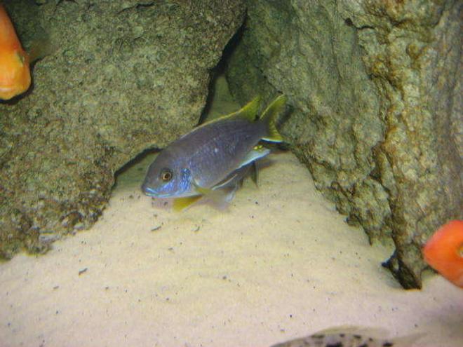 freshwater fish - pseudotropheus acei - acei cichlid stocking in 225 gallons tank - Yellow tail Acei