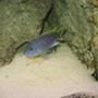 freshwater fish - pseudotropheus acei - acei cichlid stocking in 225 gallons tank - Yellow tail Acei