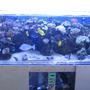 225 gallons reef tank (mostly live coral and fish) - REEF'N
