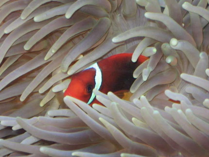 Rated #36: Saltwater Fish - Premnas Biaculeatus - Maroon Clownfish Stocking In 225 Gallons Tank - peekaboo