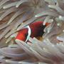 saltwater fish - premnas biaculeatus - maroon clownfish stocking in 225 gallons tank - peekaboo