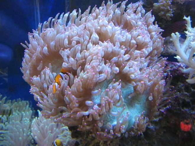 corals inverts - catalaphyllia jardinei - elegance coral stocking in 225 gallons tank - Red Tip Elegant