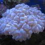 corals inverts - plerogyra sinuosa - bubble coral stocking in 225 gallons tank - Bubblelicious