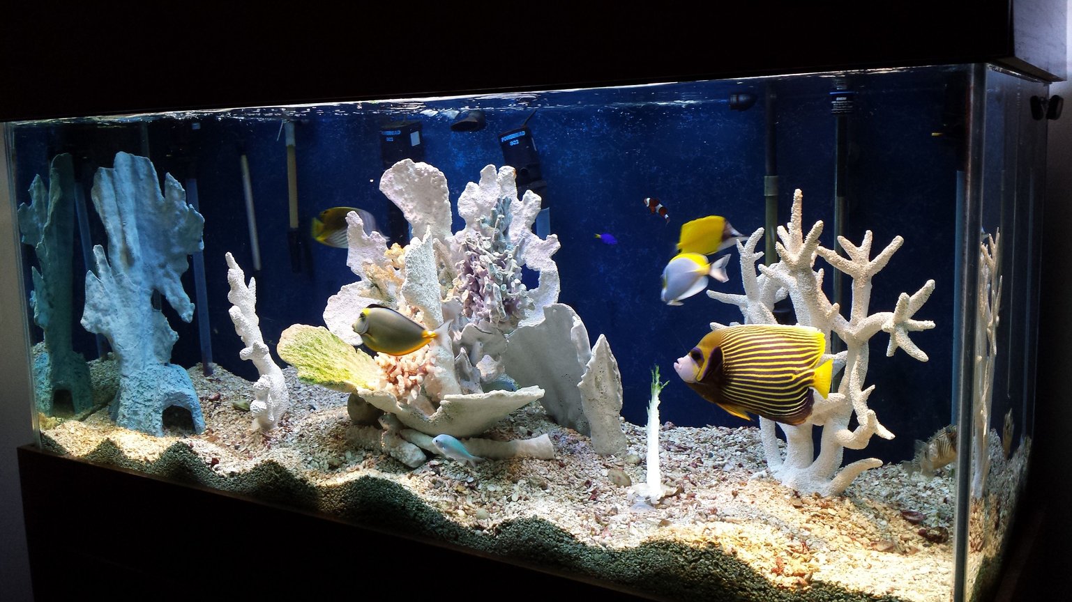 220 gallons saltwater fish tank (mostly fish, little/no live coral) - I'm not great photographer (needless to say) but you get the point. I open to questions and "constructive" criticism.