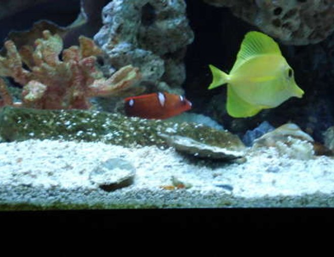 65 gallons saltwater fish tank (mostly fish, little/no live coral) - Yellow Tang and Juv Red Coris Wrasse