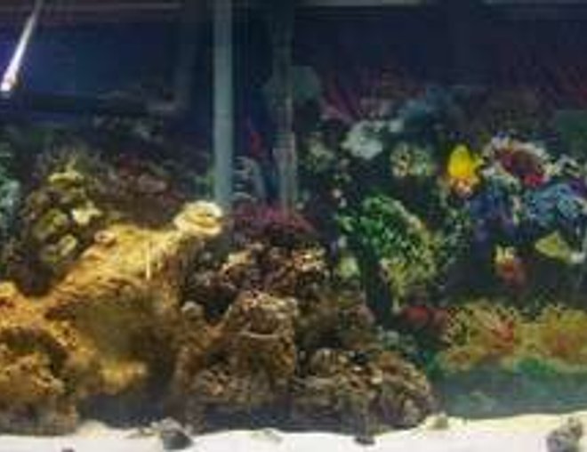75 gallons saltwater fish tank (mostly fish, little/no live coral) - newly set up 75 gallon still a work in progress