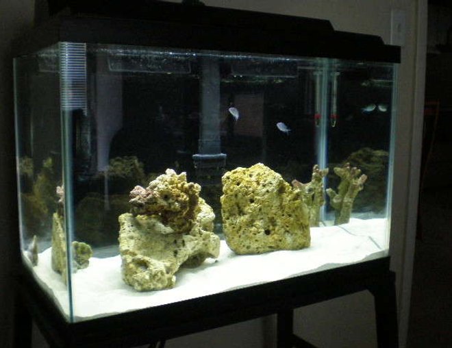 20 gallons saltwater fish tank (mostly fish, little/no live coral) - new tank