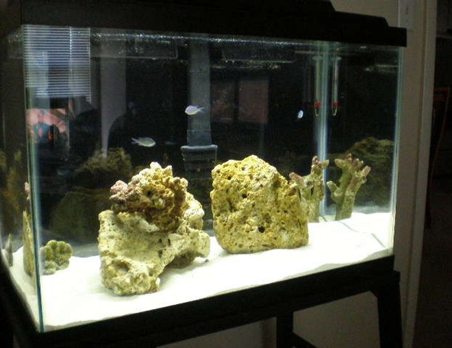 20 gallons saltwater fish tank (mostly fish, little/no live coral) - new tank ! this is the first week... slow slow slow slow