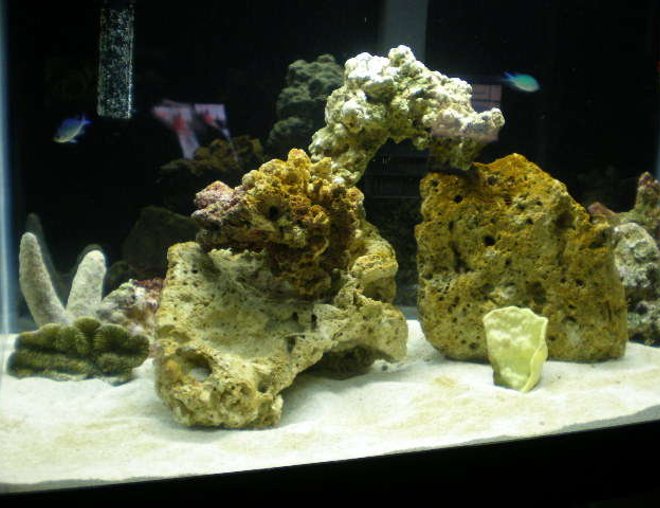 20 gallons saltwater fish tank (mostly fish, little/no live coral) - growing now more live rocks