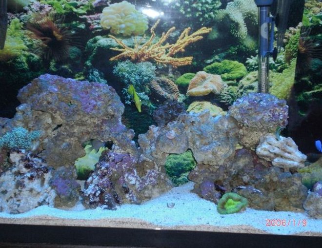 55 gallons saltwater fish tank (mostly fish, little/no live coral) - my tank