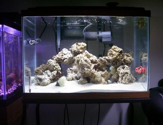 55 gallons saltwater fish tank (mostly fish, little/no live coral) - new saltwater tank added since pic powerhead and orbil lighting