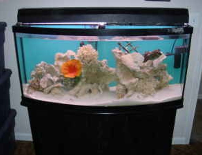 150 gallons saltwater fish tank (mostly fish, little/no live coral) - 72 gallon bow tank
