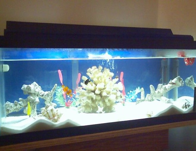 30 gallons saltwater fish tank (mostly fish, little/no live coral) - updated pic of my salt water setup...added some huge sand dunes and moved some of the live rock around... the fish like to drop in and swoop down under the live rock !!