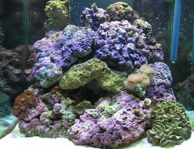 60 gallons saltwater fish tank (mostly fish, little/no live coral) - 60 gal cube