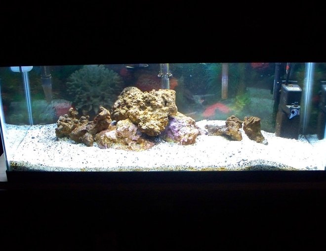 20 gallons saltwater fish tank (mostly fish, little/no live coral) - yes there's water in there