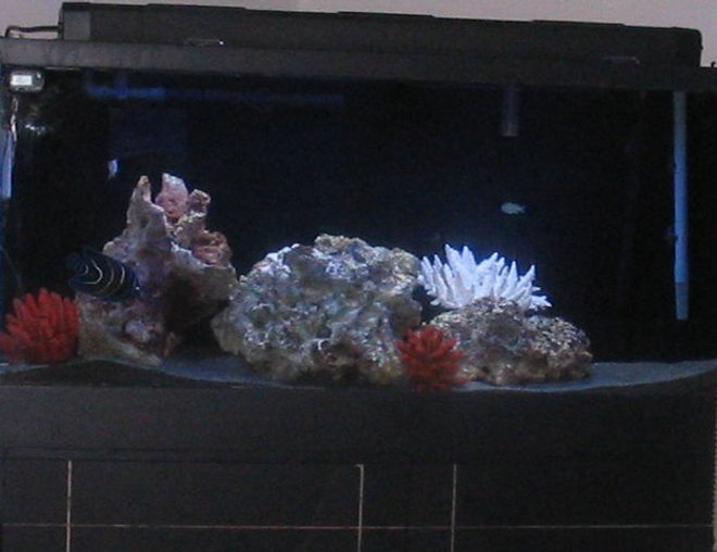 55 gallons saltwater fish tank (mostly fish, little/no live coral) - Saltwater tank