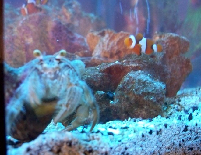 20 gallons saltwater fish tank (mostly fish, little/no live coral) - "how you doin?"
anemone hermit and my smallest perc