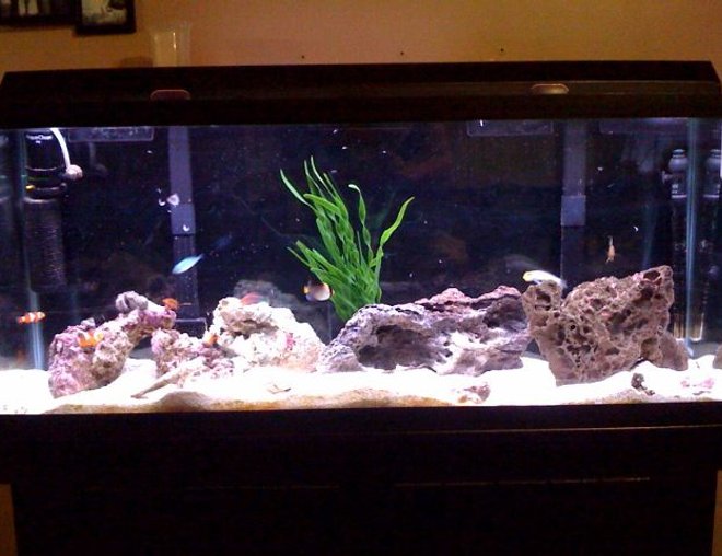 55 gallons saltwater fish tank (mostly fish, little/no live coral) - Most recent picture of my tank. Higher-Res Image to come!