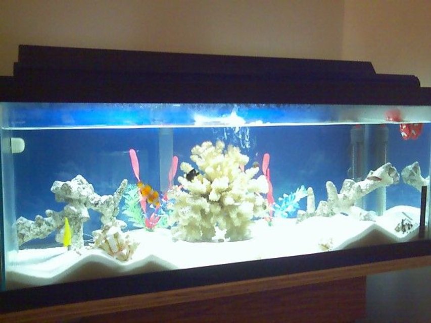 Rated #52: 30 Gallons Saltwater Fish Tank - updated pic of my salt water setup...added some huge sand dunes and moved some of the live rock around... the fish like to drop in and swoop down under the live rock !!