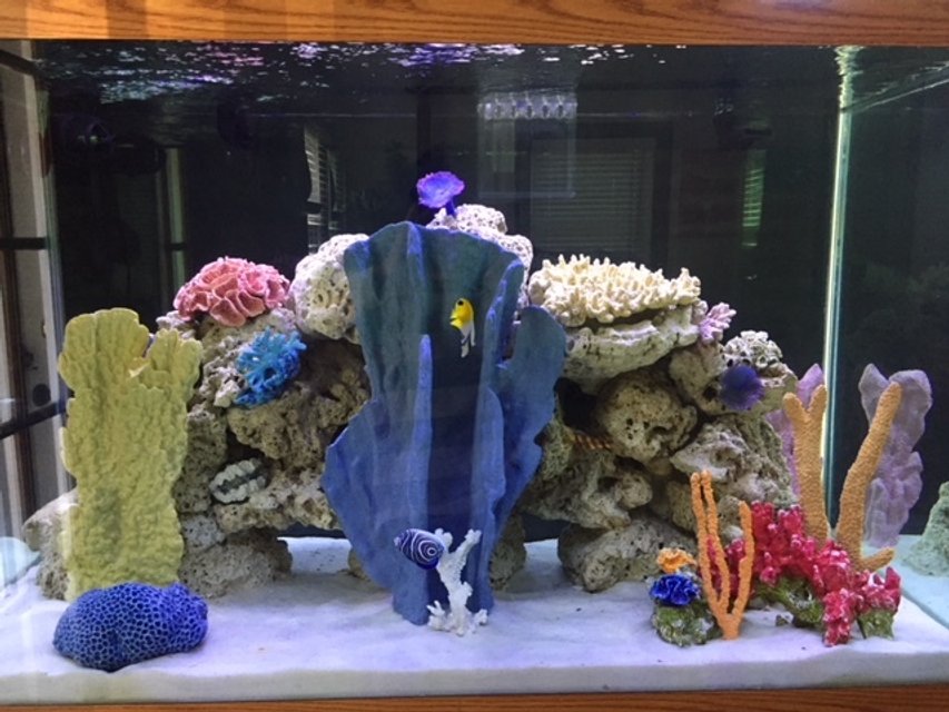 Rated #3: 150 Gallons Saltwater Fish Tank - Front view