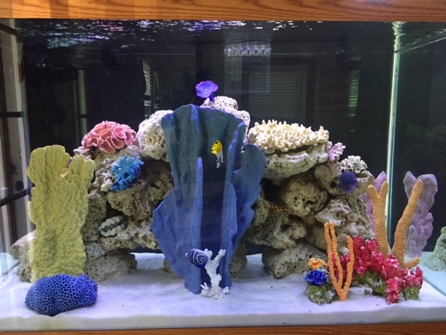 150 gallons saltwater fish tank (mostly fish, little/no live coral) - Front view