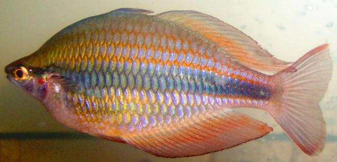 freshwater fish - melanotaenia trifasciata - banded rainbowfish stocking in 125 gallons tank - banded rainbowfish